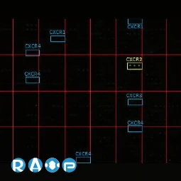 CXCR1 antibody [HL2674]